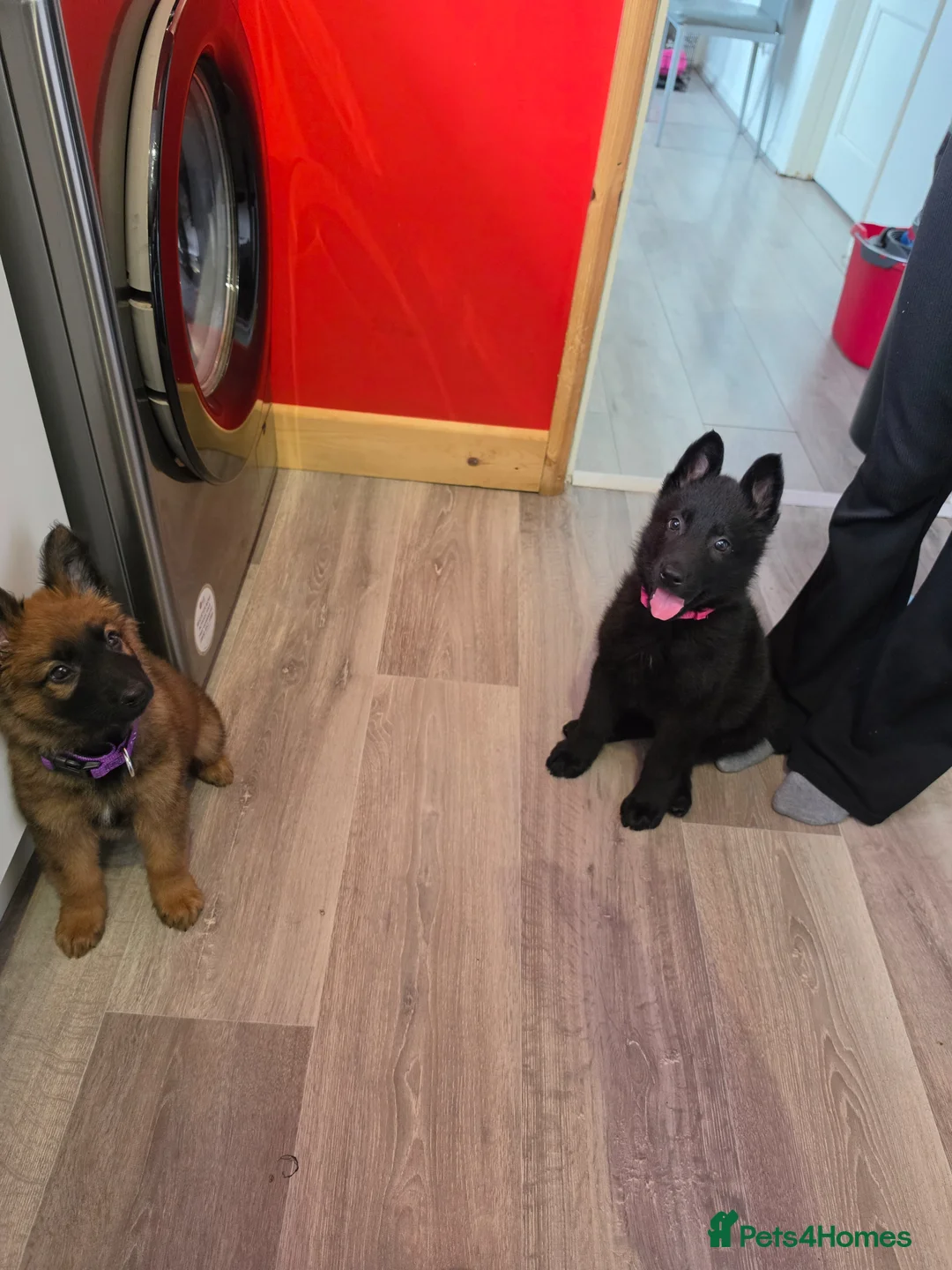 German Shepherd dogs for sale: Black German shepherd  - Advert 8