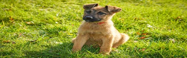 Mixed Breed Puppy 3