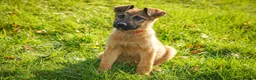 Mixed Breed dogs for sale: Belgian Malinois x Dutch herder in Torrington - Advert 10