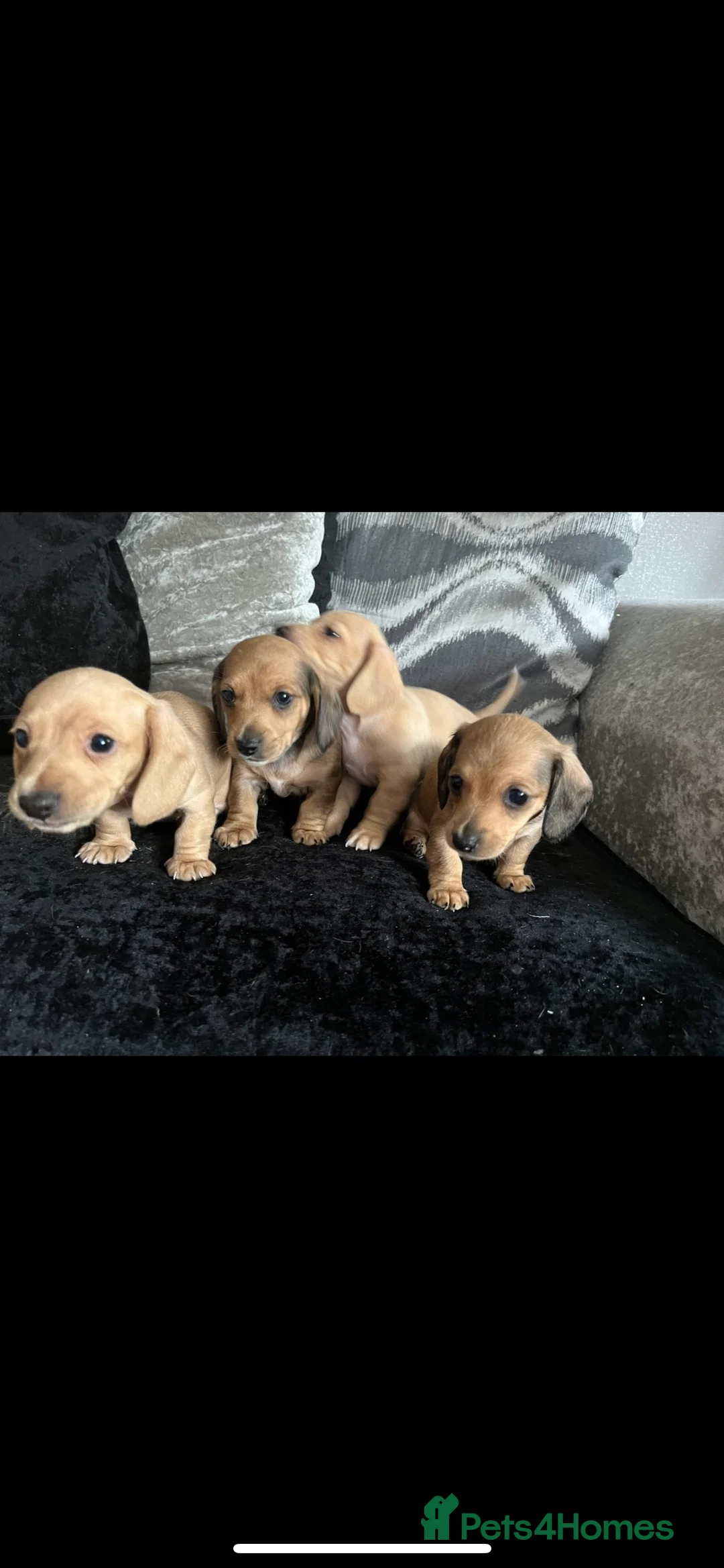 Miniature Dachshund dogs for stud: KC Miniature Dachshund in Liverpool - Advert 9