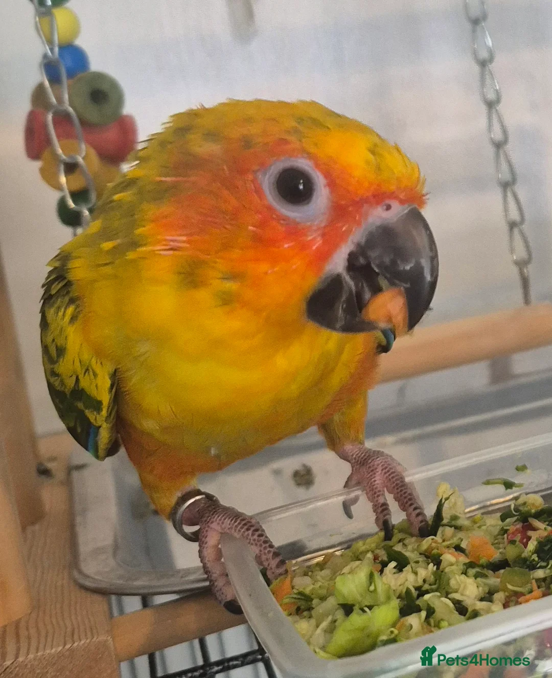 Conures birds for sale: Sun conure  - Advert 5