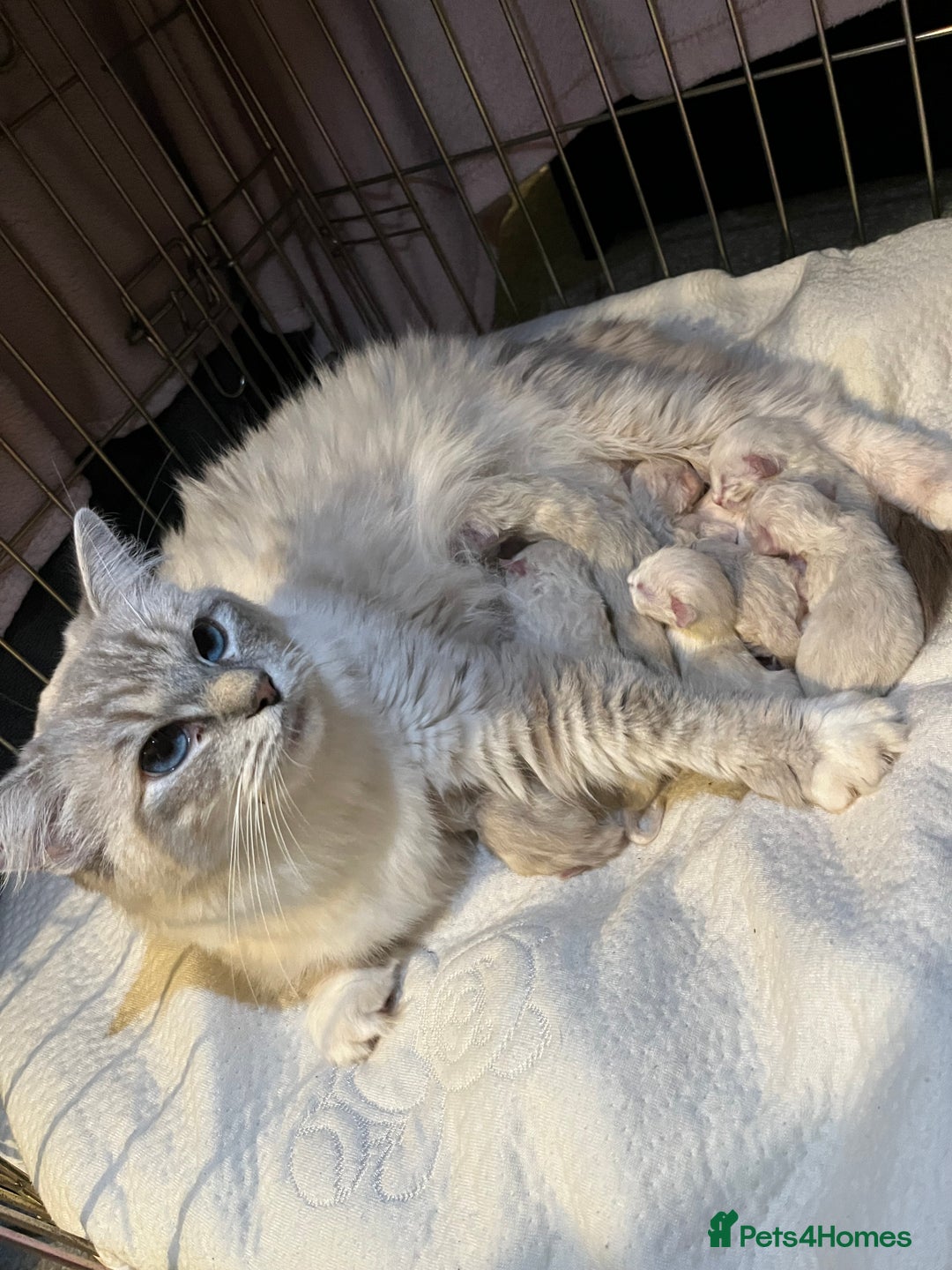 Ragdoll cats for sale: 5 Gorgeous TICA Ragdolls for Sale - Advert 1