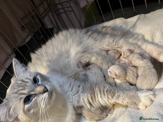 Ragdoll cats 5 Gorgeous TICA Ragdolls for Sale - Advert 1