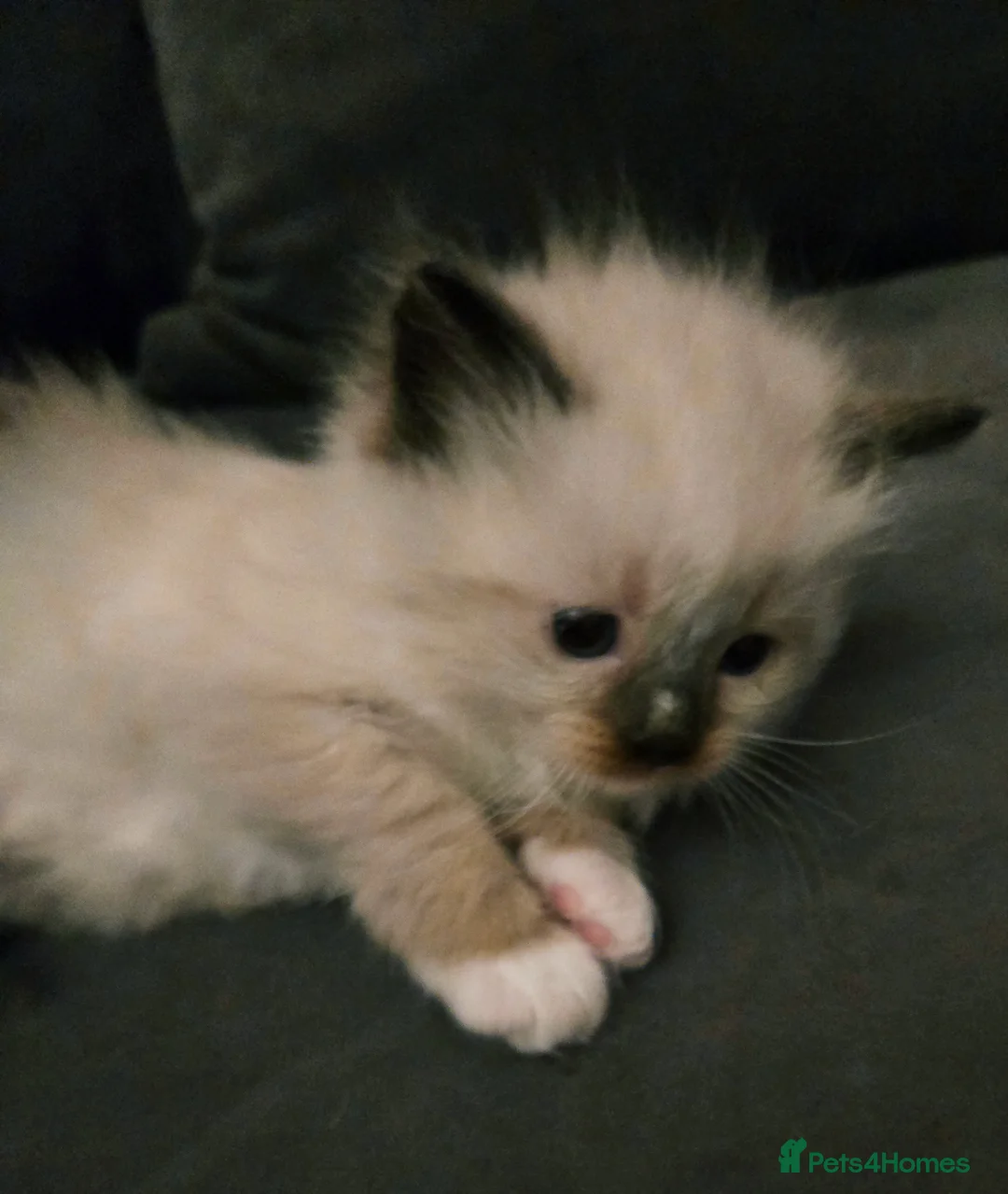 Ragdoll cats for sale: Seven gorgeous purebred ragdoll mitted kittens  - Advert 1