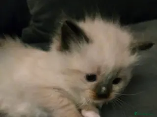 Ragdoll cats Seven gorgeous purebred ragdoll mitted kittens - Advert 2