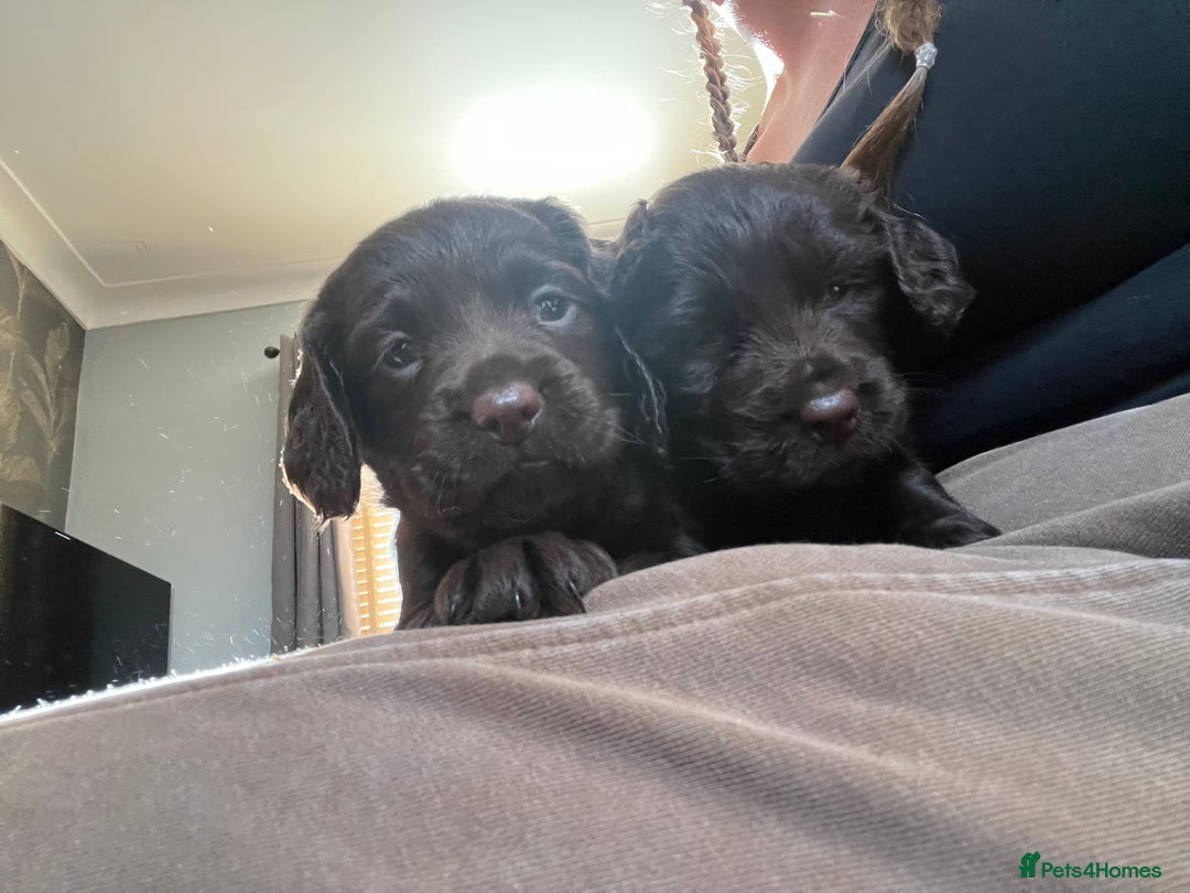 Cocker Spaniel dogs for sale: Cocker spaniel puppies - Advert 5