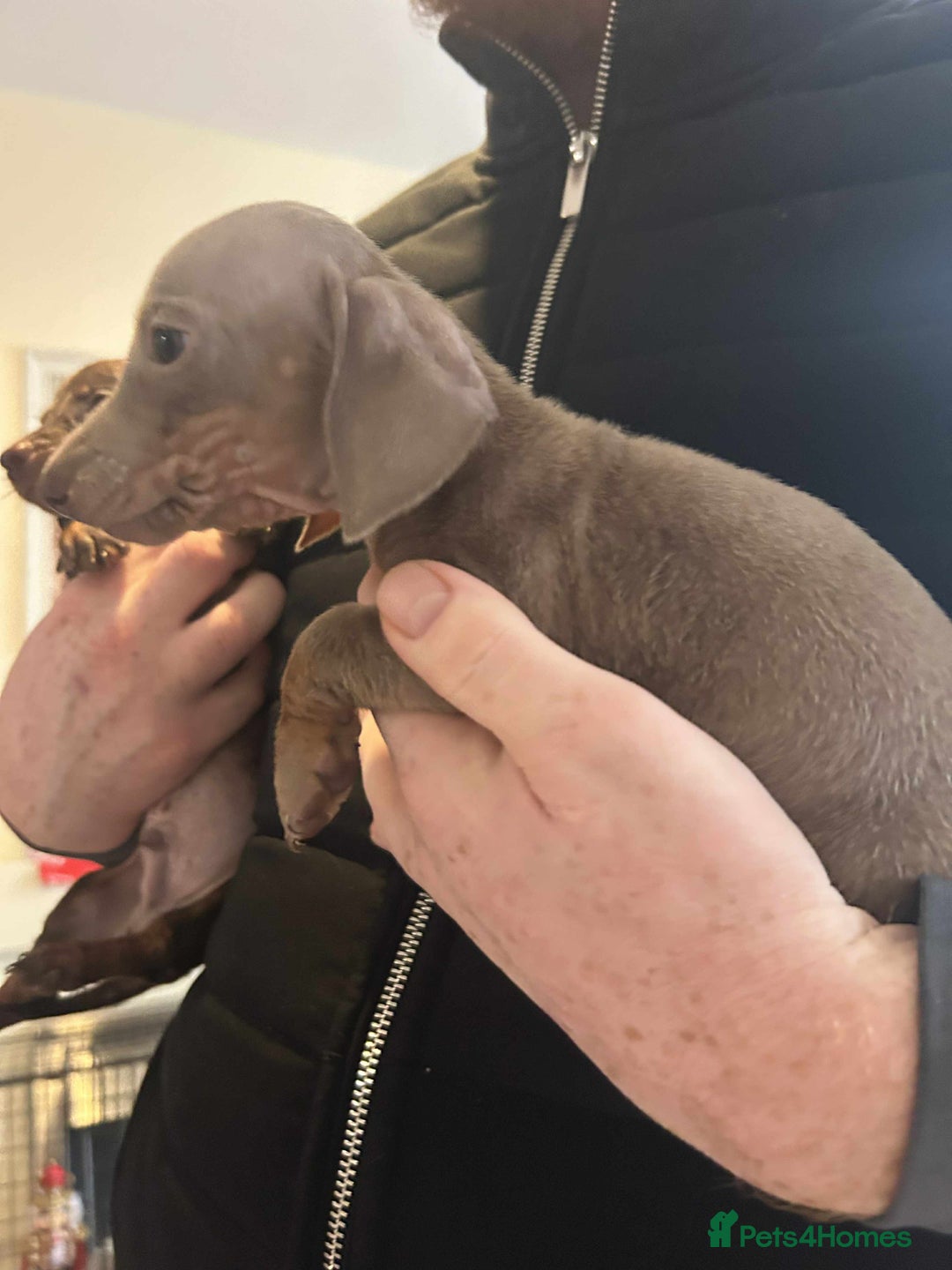 Miniature Dachshund dogs for sale: Miniature dachshund  - Advert 11