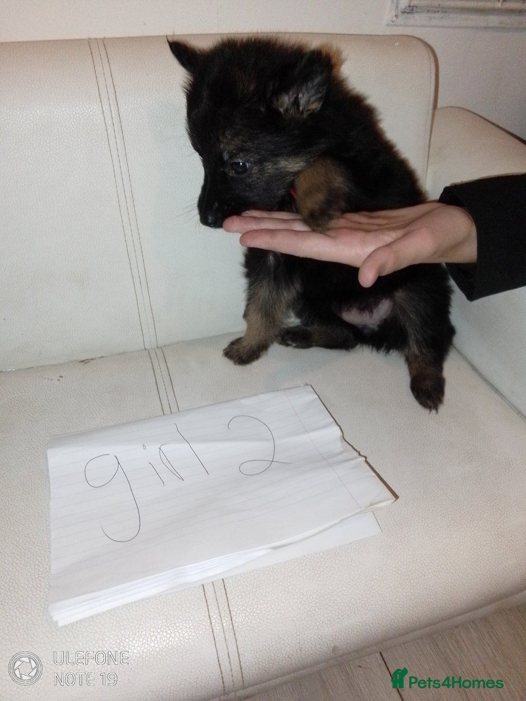German Shepherd dogs for sale: Last female puppy - Advert 9