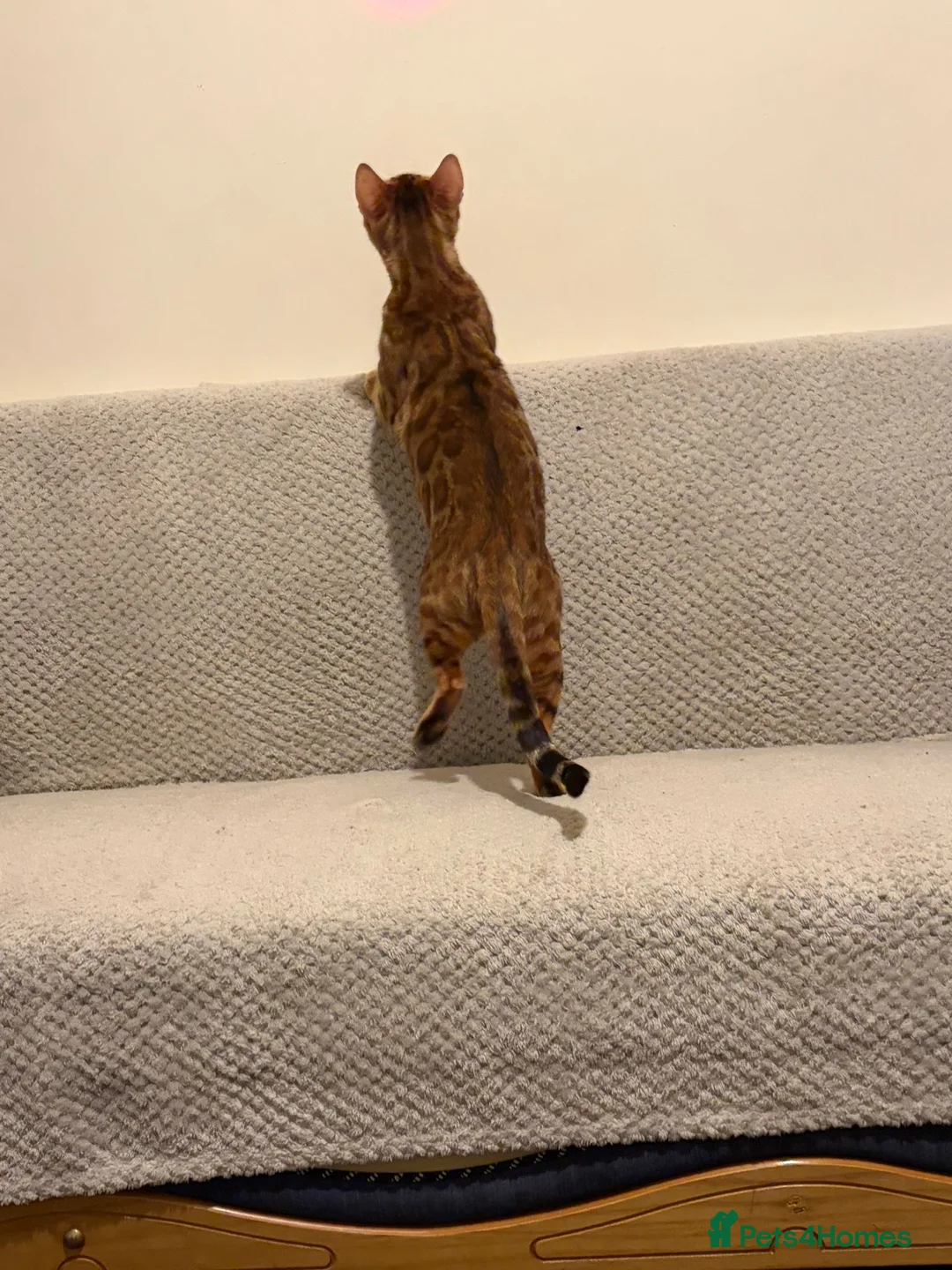 Bengal cats for sale: ⭐️⭐️QUALITY BENGAL CAT⭐️⭐️⭐️ - Advert 6