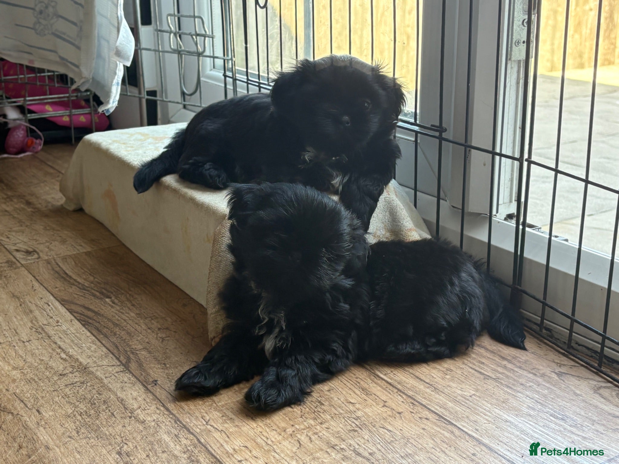 Shih Tzu dogs ready to leave home Imperial Shihtzu - Advert 1