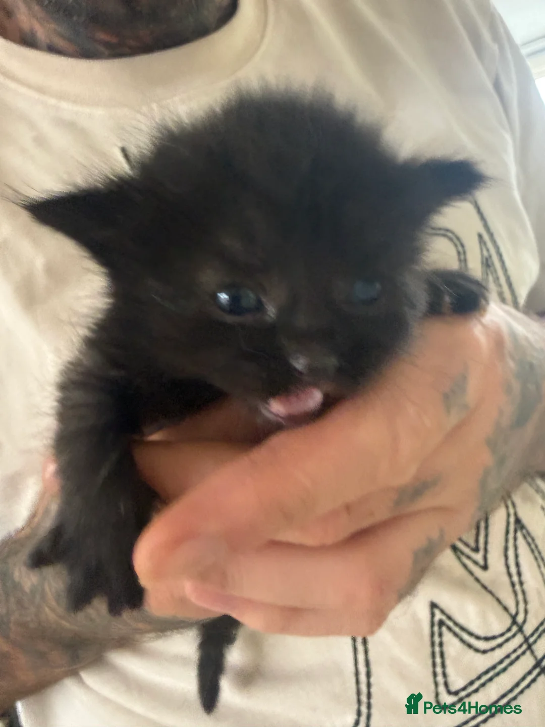 Mixed Breed cats for sale: Female Kitten - Advert 5