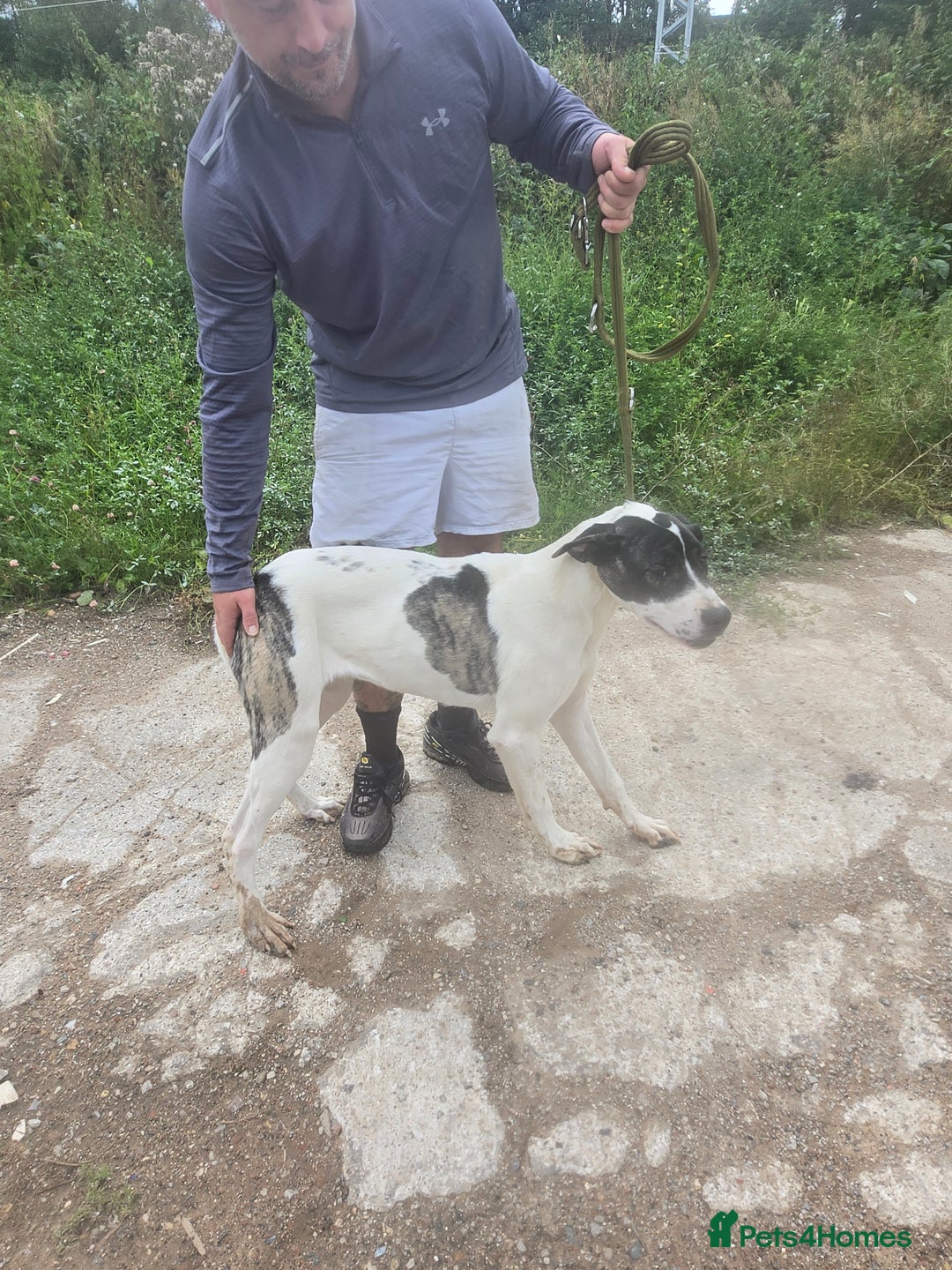 Mixed Breed dogs for sale: PresaAlabai - Advert 9