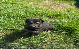 German Shepherd dogs for sale: German shepherd puppies  - Image 28