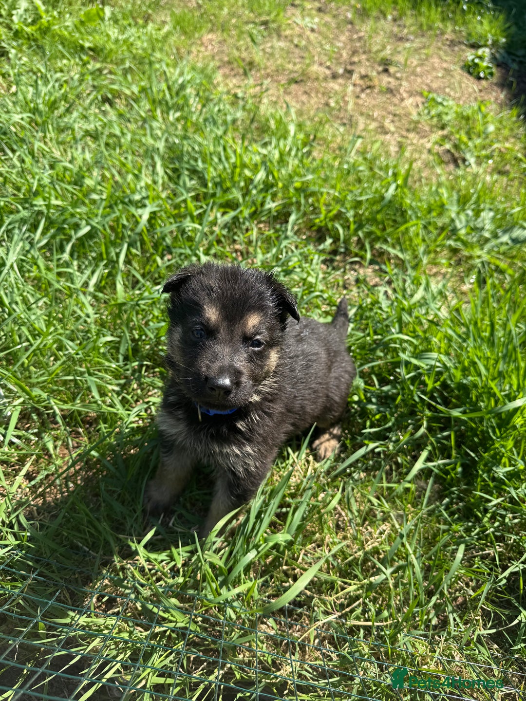 German Shepherd dogs for sale: German shepherd puppies  - Image 28