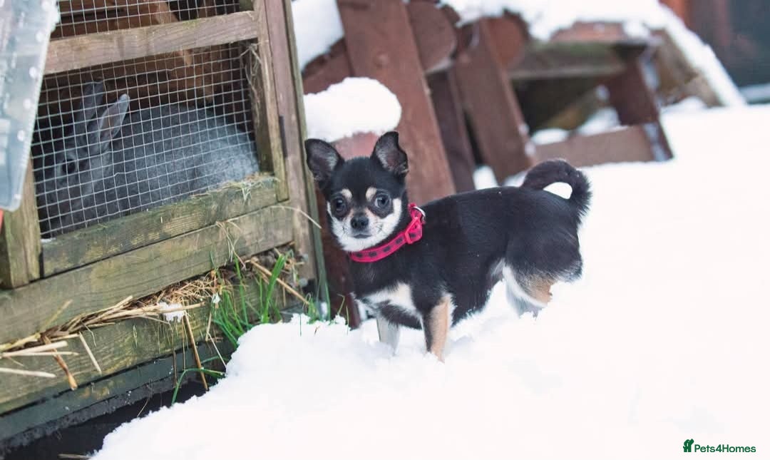 Chihuahua dogs for sale: 2 beautiful boys  - Advert 2