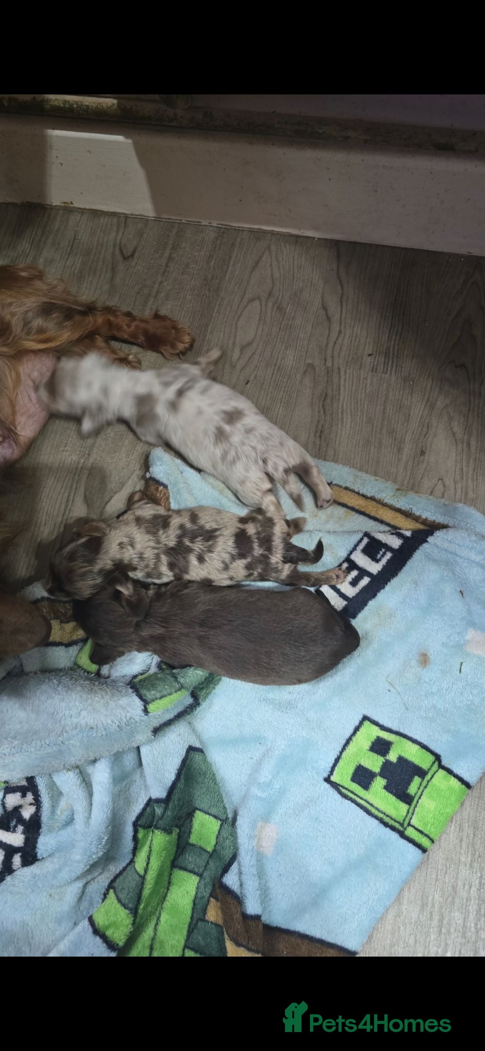 Miniature Dachshund dogs REDUCED last boy longhair  - Advert 8