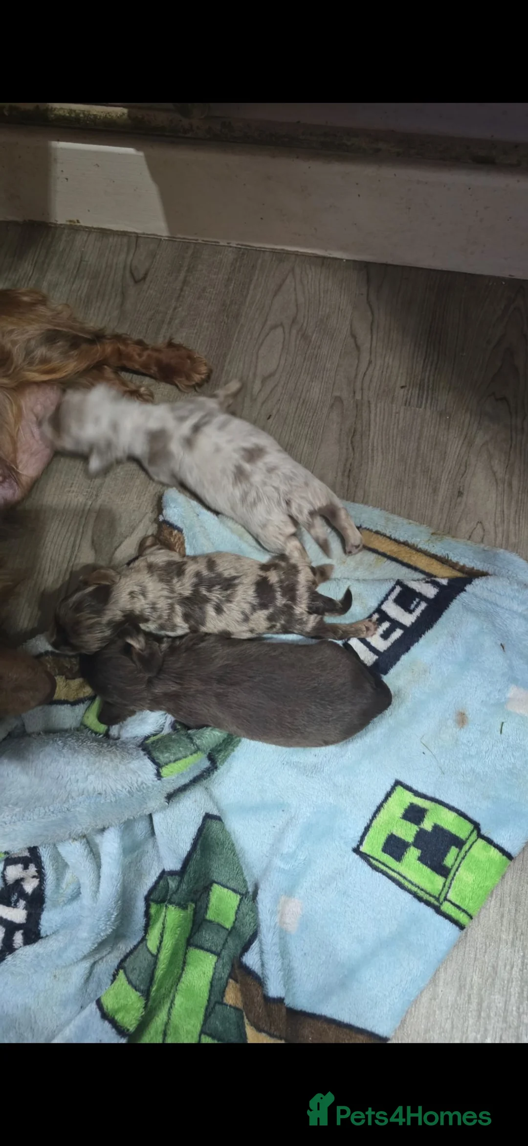 Miniature Dachshund dogs for sale: REDUCED last boy longhair  - Advert 1