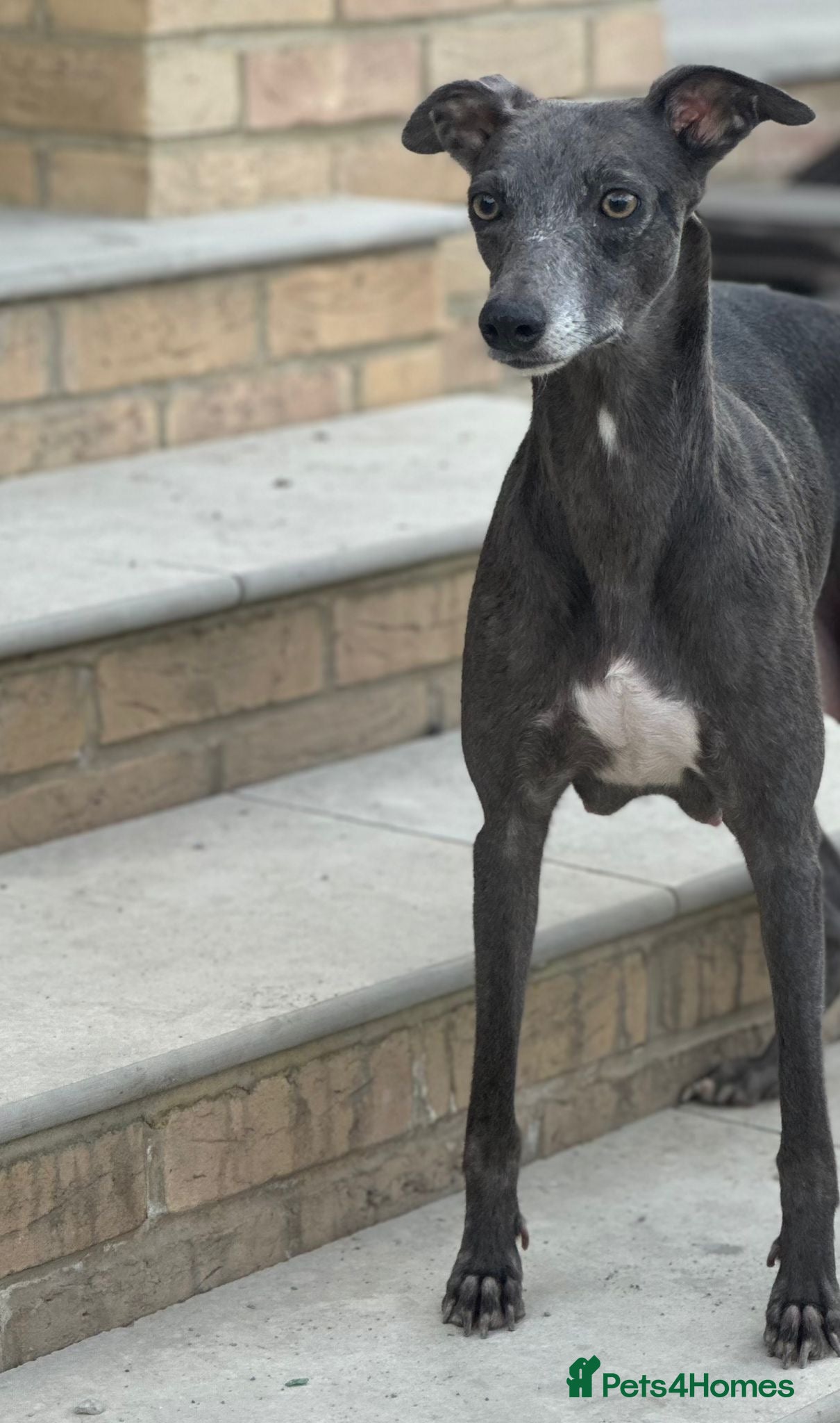 Whippet dogs for sale: Whippet pups ready now! - Advert 4