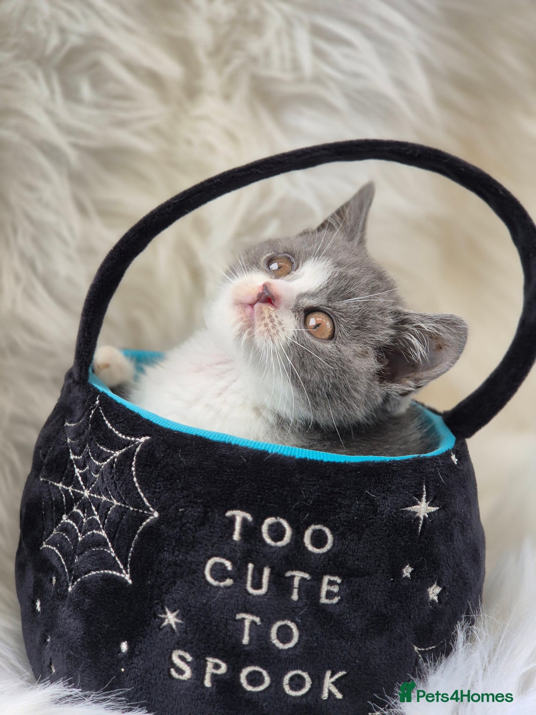 British Shorthair cats for sale: Absolute darling BSH kits GCCF Reg Fantastic type - Image 11