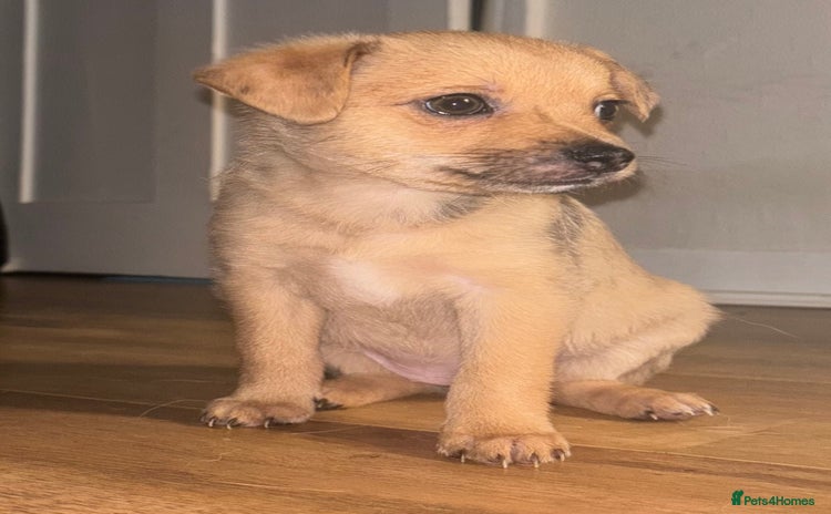Chihuahua dogs - Advert 1
