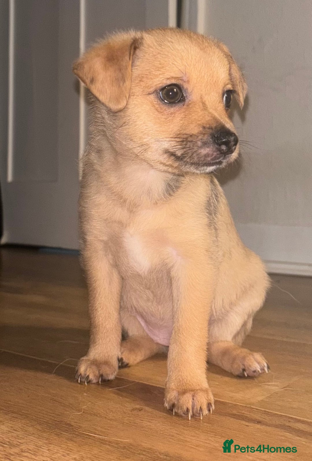 Chihuahua dogs for sale: 🩷 FAWN/ MERLE GIRL STILL AVAILABLE🩷 - Image 1