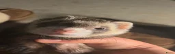 Ferret rodents for sale: Two Friendly Male Ferrets with Cage & Toys - Advert 5