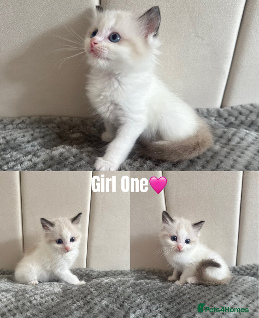 Ragdoll cats for sale: Five Beautiful Pure Breed Ragdoll Kittens🤍 - Image 4