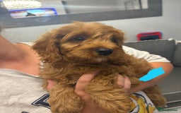 Cavapoo dogs for sale: Last pup left! F1 Cavapoo boy - Image 15