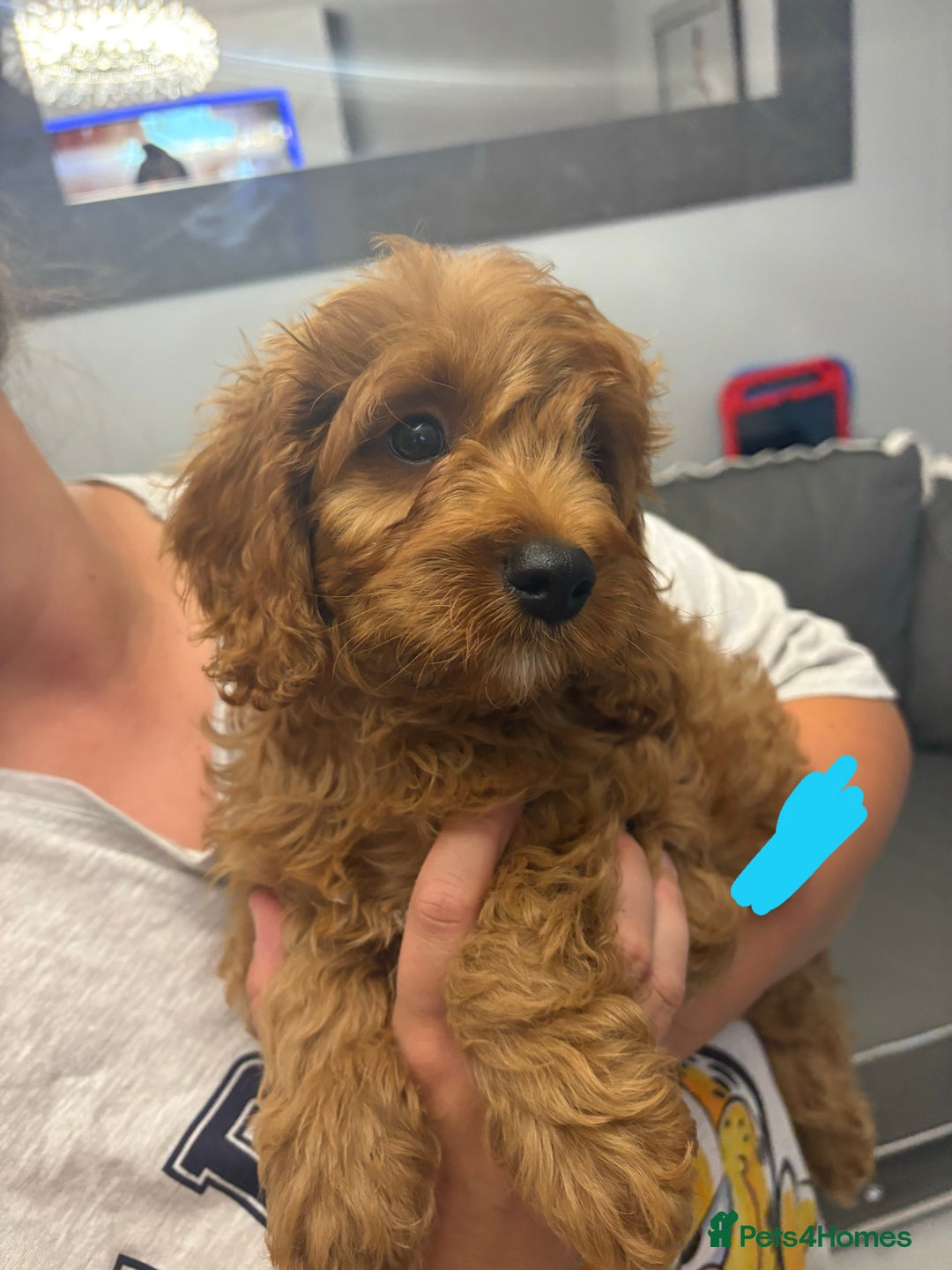 Cavapoo dogs for sale: Last pup left! F1 Cavapoo boy - Image 15