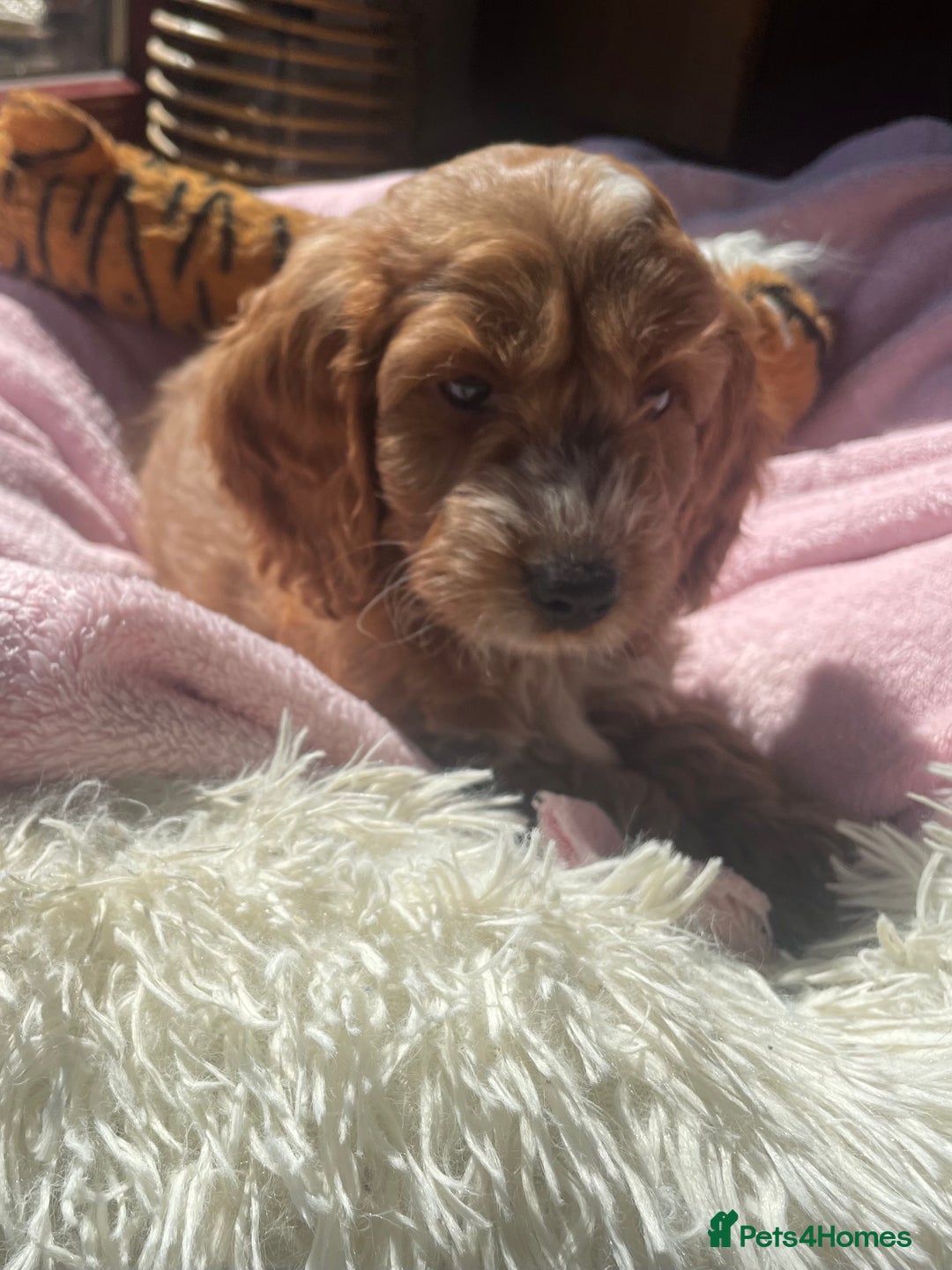 Cockapoo dogs for sale: F1 MINIATURE SHOW-LINE COCKAPOO PUPPIES   - Image 19