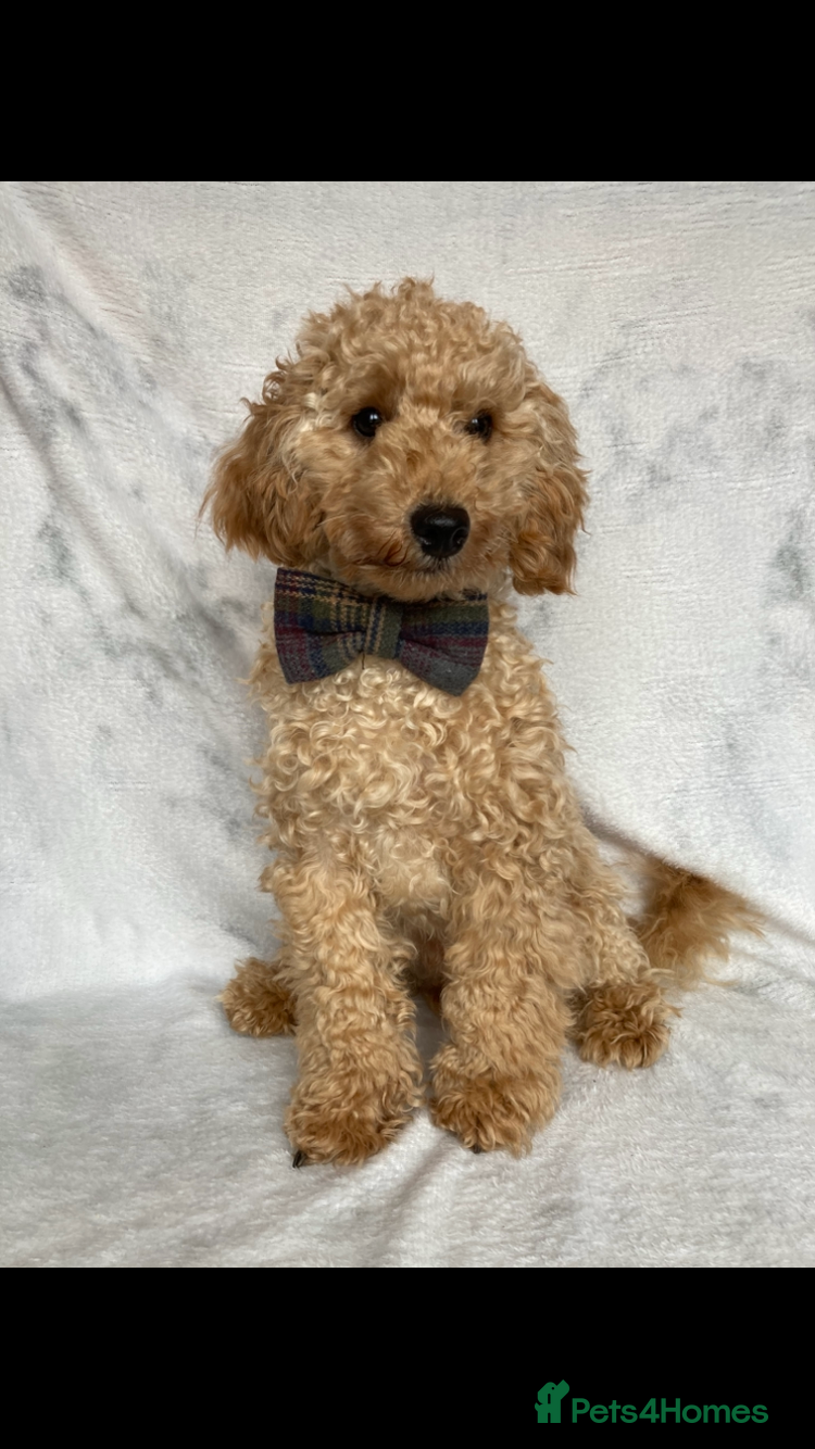 Toy Poodle dogs Handsome toy poodle for stud duty - Advert 15