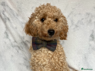 Toy Poodle dogs Handsome toy poodle for stud duty - Advert 15