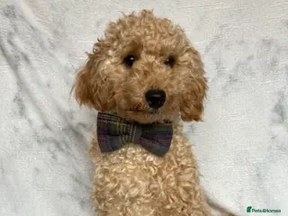 Toy Poodle dogs Handsome toy poodle for stud duty - Advert 4