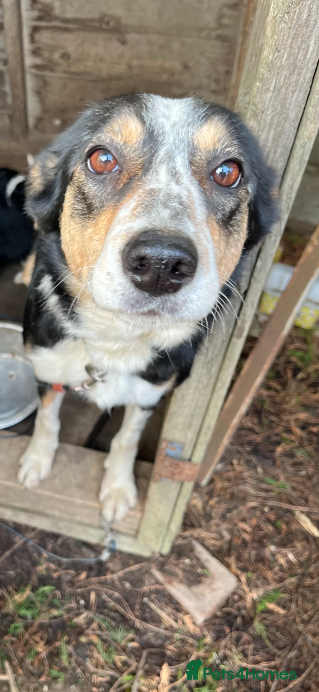 Border Collie dogs for sale: 5 Beautiful Collie Pups in Chesterfield - Advert 2