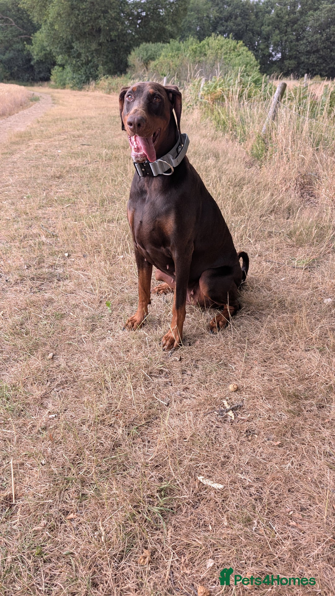 Dobermann dogs for sale: Female doberman for sale  - Image 2