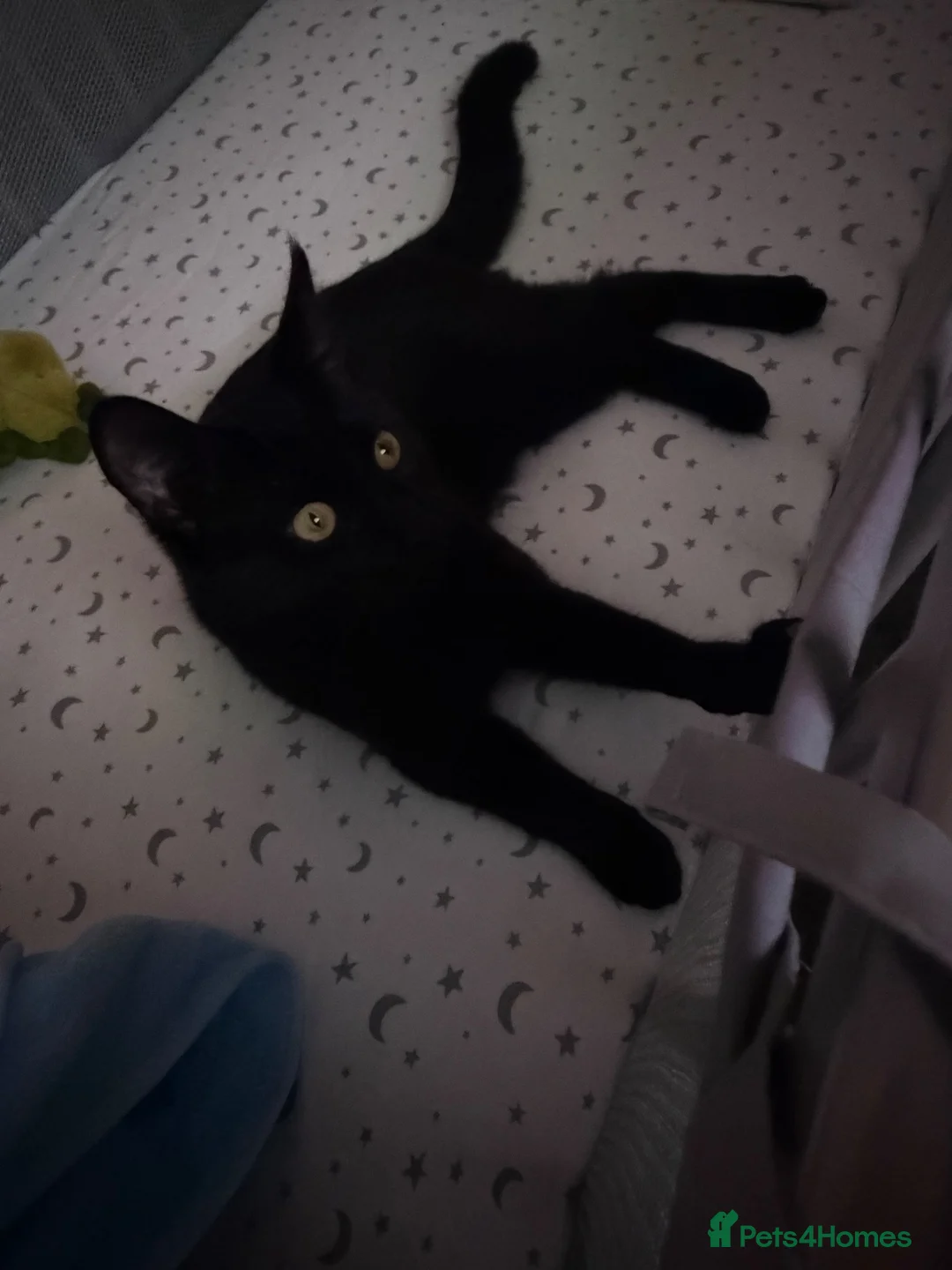 Maine Coon cats for sale: Maine coon cross kitten  in Winsford - Advert 2