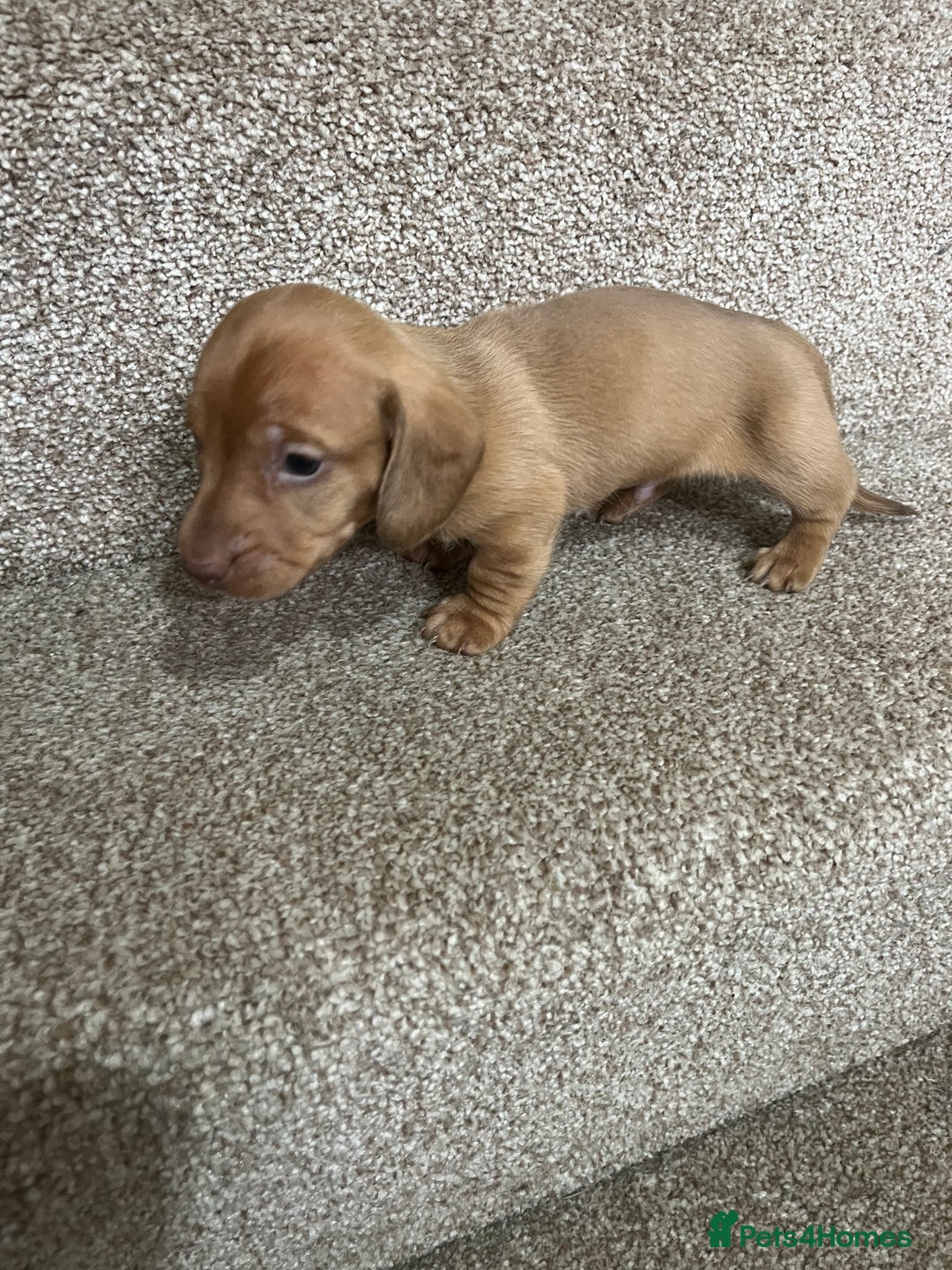 Miniature Dachshund dogs for sale: Miniature dachshund puppies - Image 4