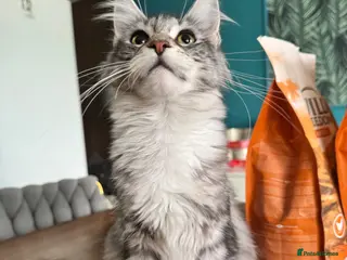 Maine Coon cats Maine Coon kittens TICA reg. Last girl available - Advert 1