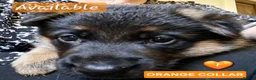 German Shepherd dogs for sale: 1 Gorgeous Male German Shepherd puppy - Advert 32