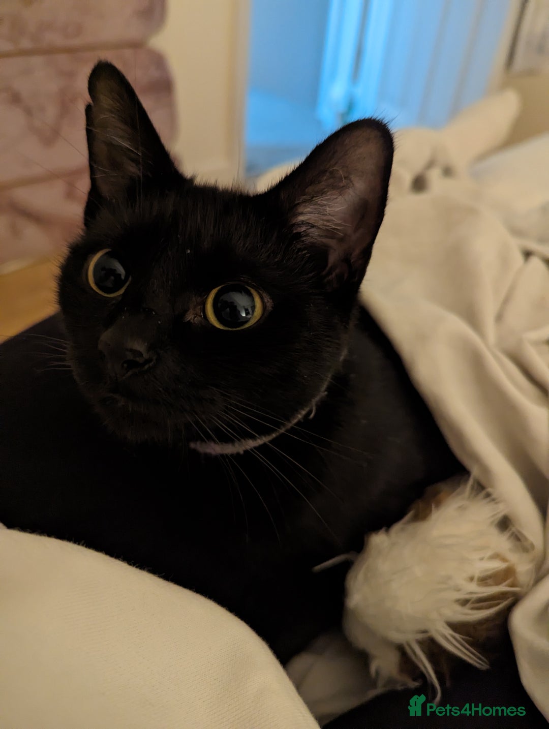 Domestic Shorthair cats for sale: Black Fluffy Kittens  - Advert 2