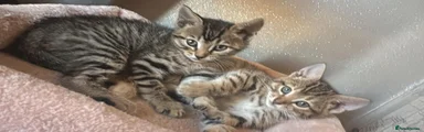 Bengal 4