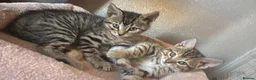 Bengal cats for sale: Bengals  in London - Advert 20
