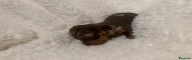 Miniature Dachshund Puppy 4