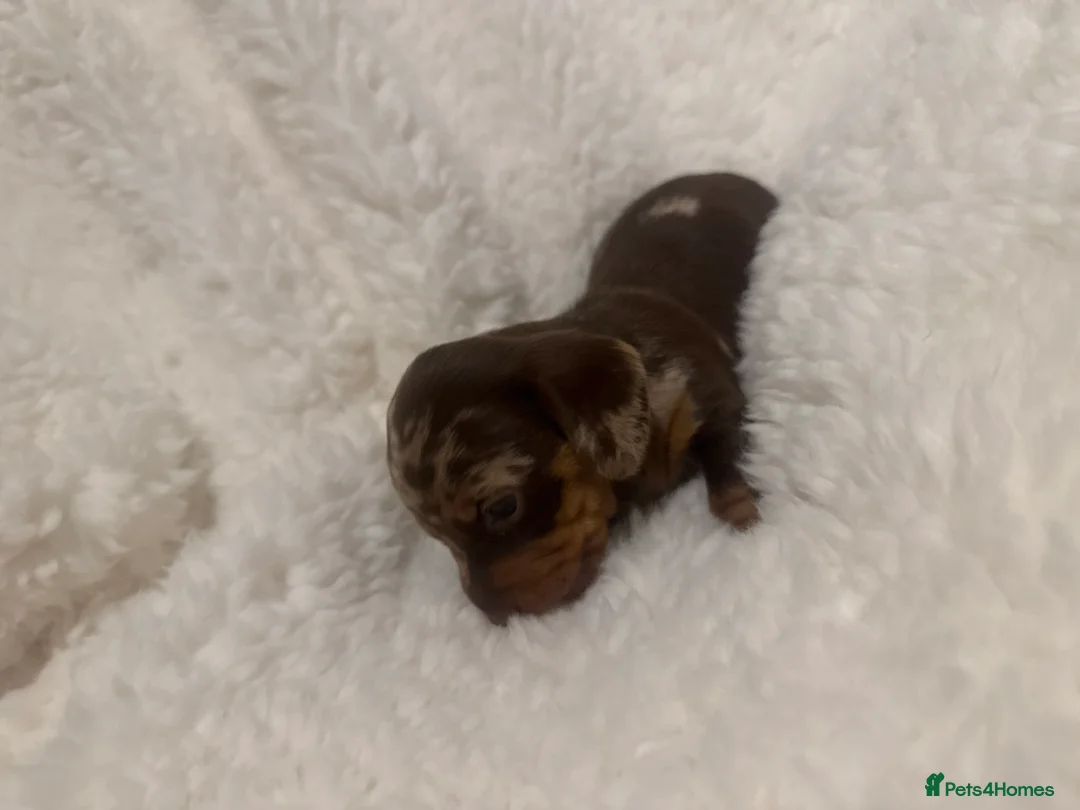 Miniature Dachshund dogs for sale: Outstanding miniature dachshund puppies  - Advert 8