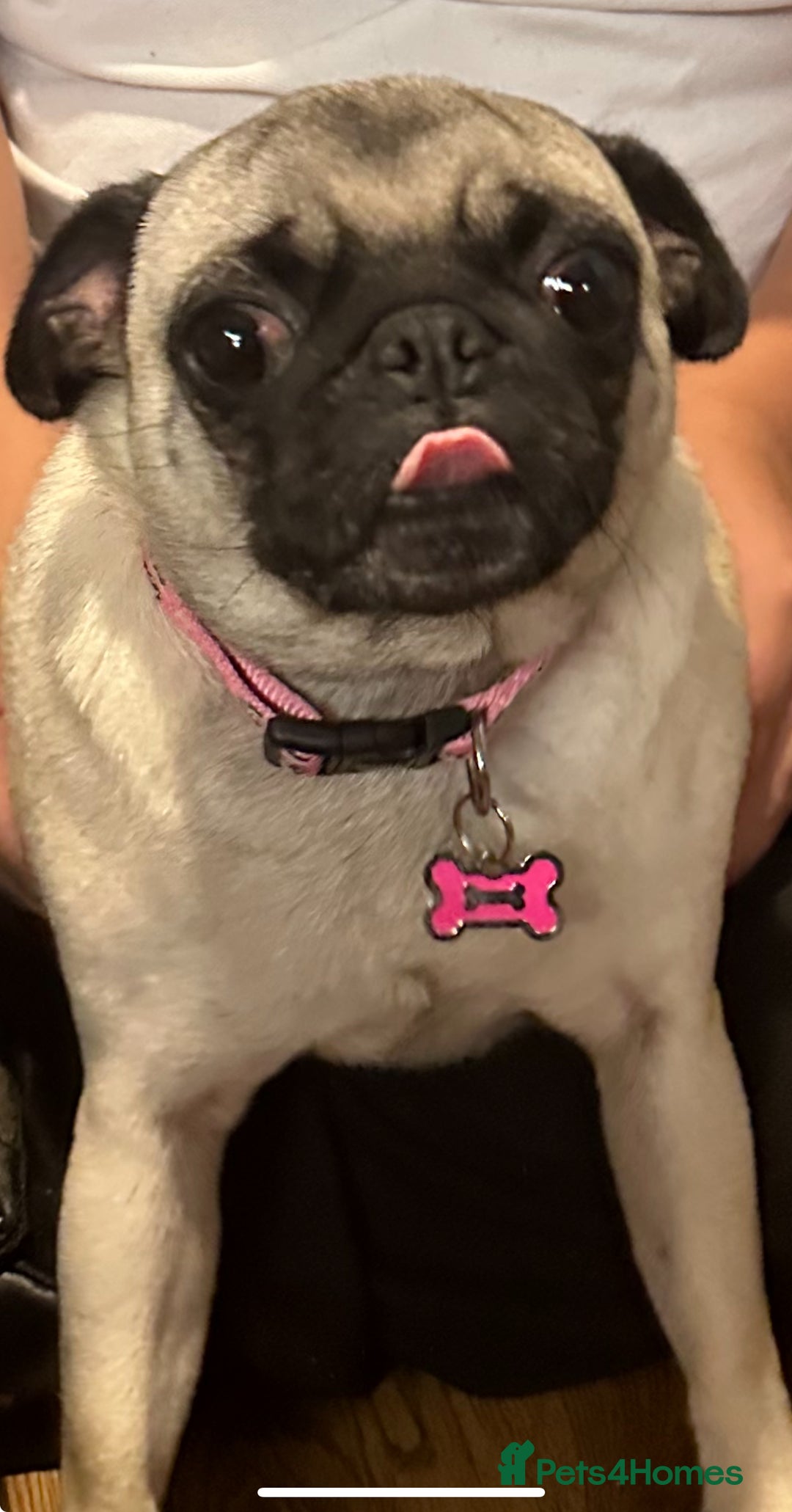 Pug dogs for sale: Loving Pug  - Advert 7