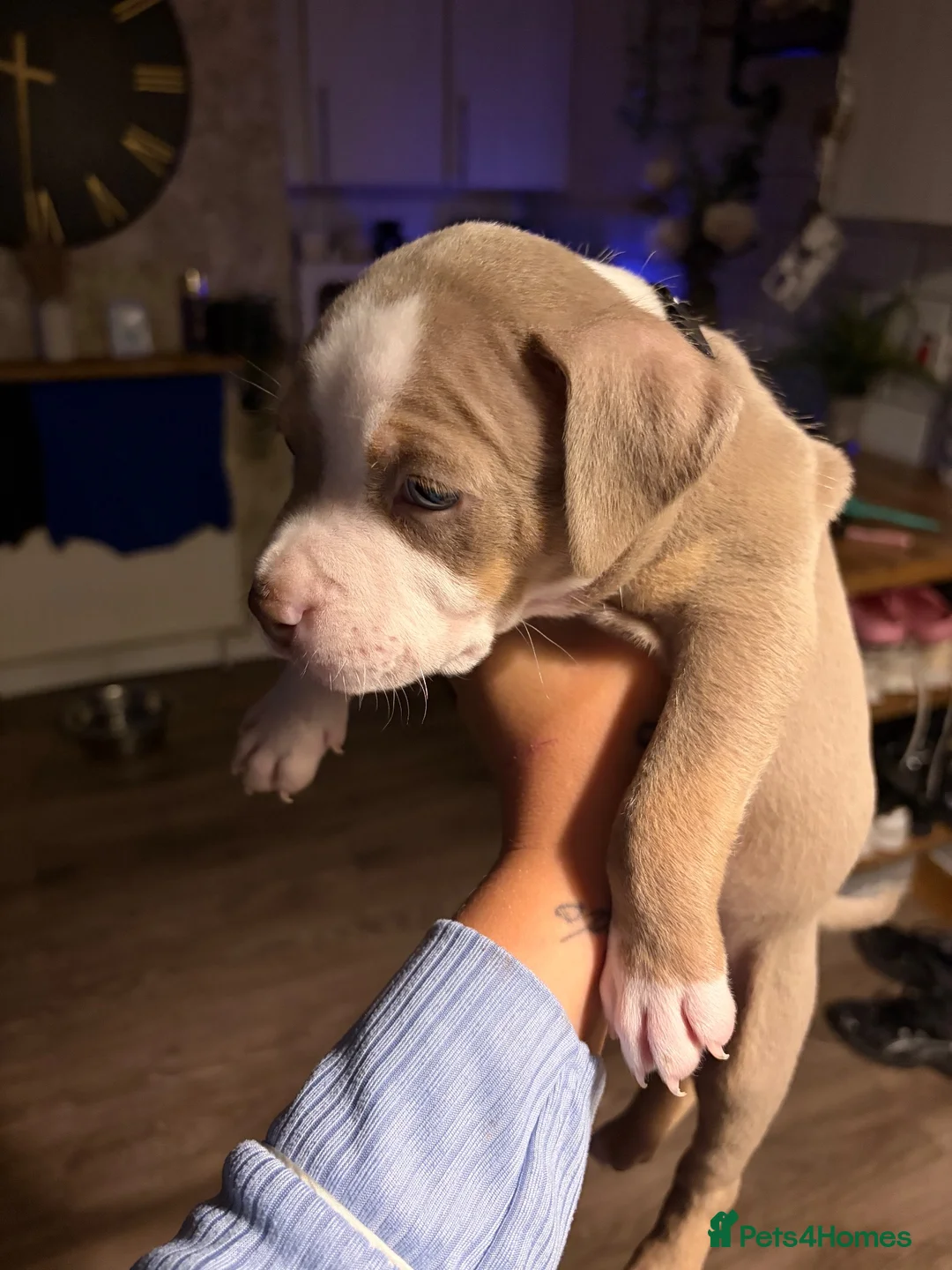 American Bulldog dogs for sale: Last male American bulldog  - Advert 2