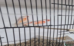 Canaries birds for sale: Stunning Red Mosaic Canaries - Image 1