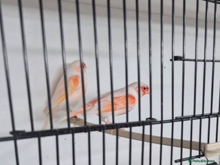 Canaries birds for sale - Advert 1