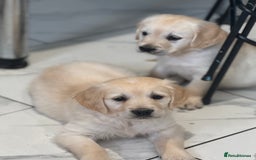 Golden Retriever dogs for sale: 9 gorgeous golden retriever pups  - Image 20