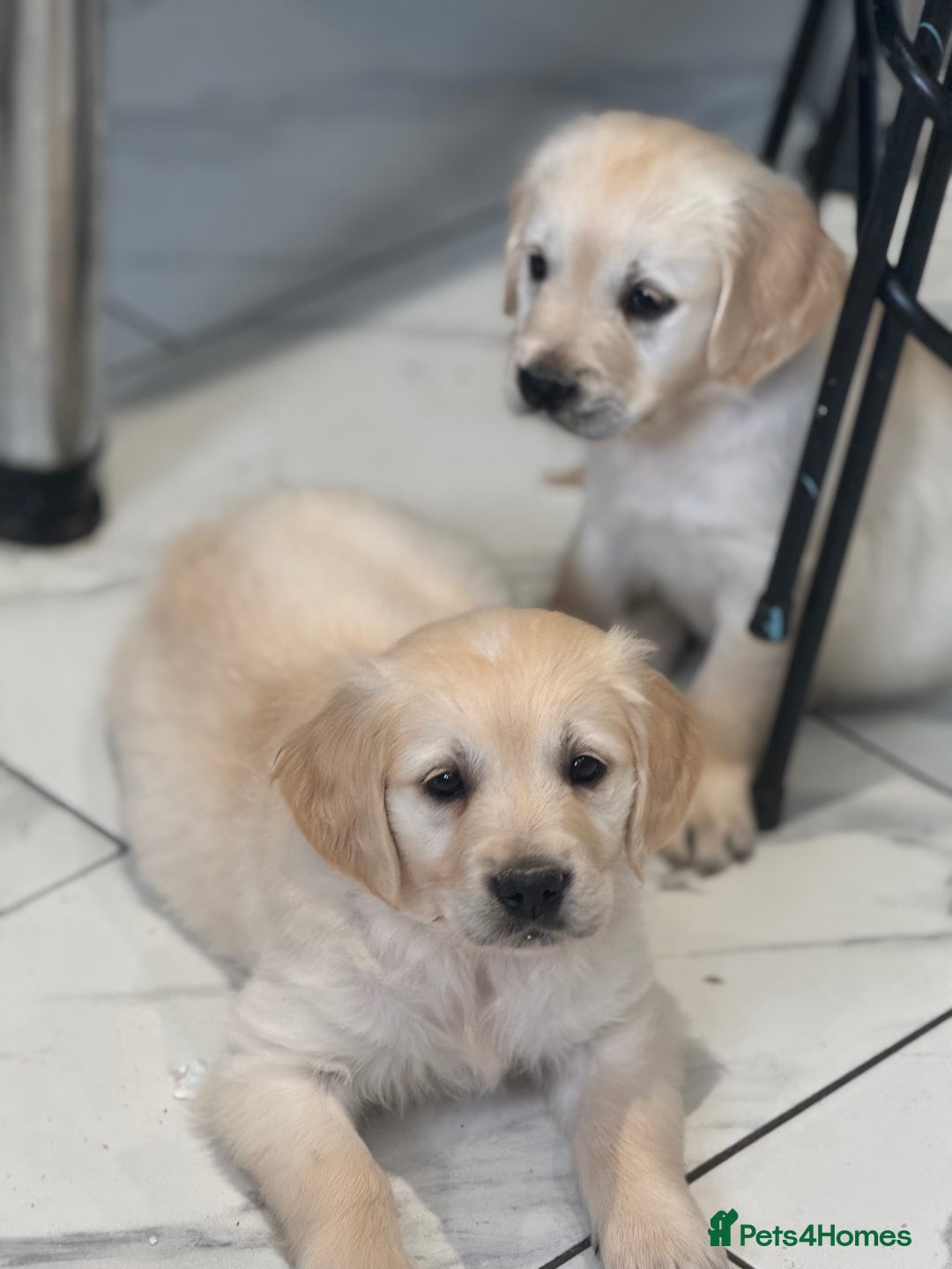 Golden Retriever dogs for sale: 9 gorgeous golden retriever pups  - Image 20